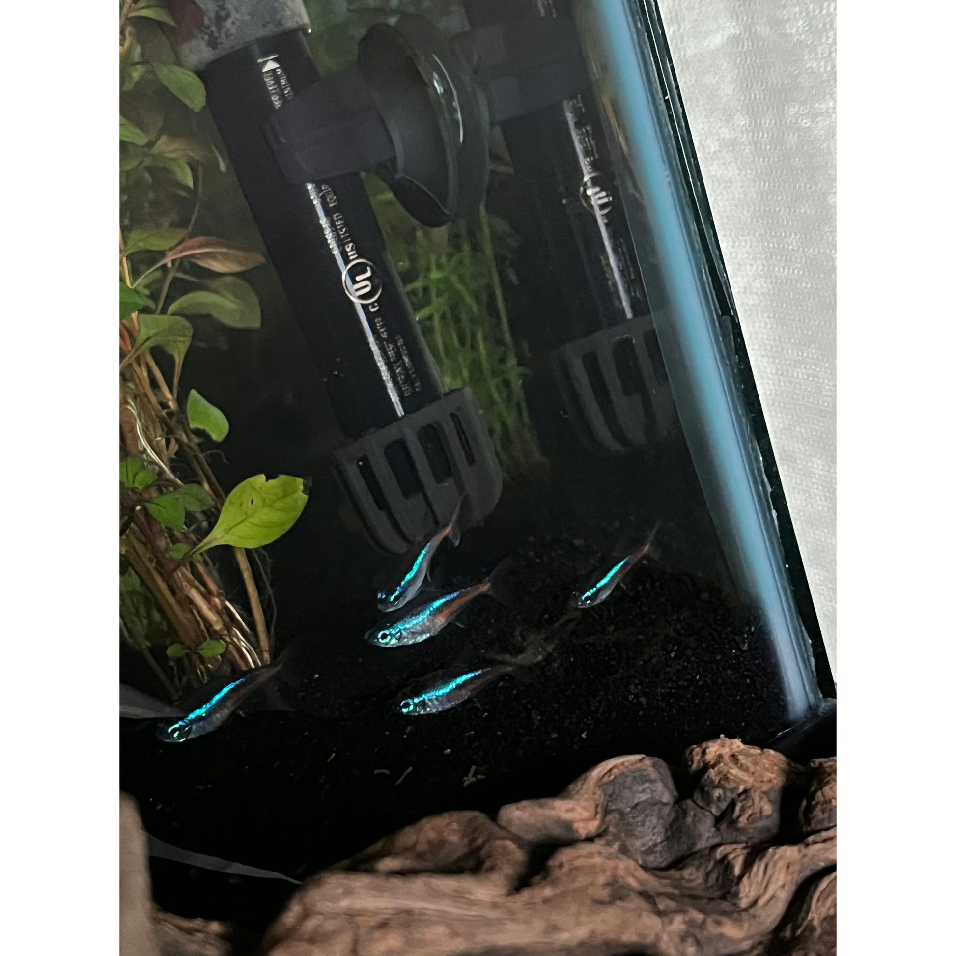Neon Tetra - YoCamron’s Aquatics