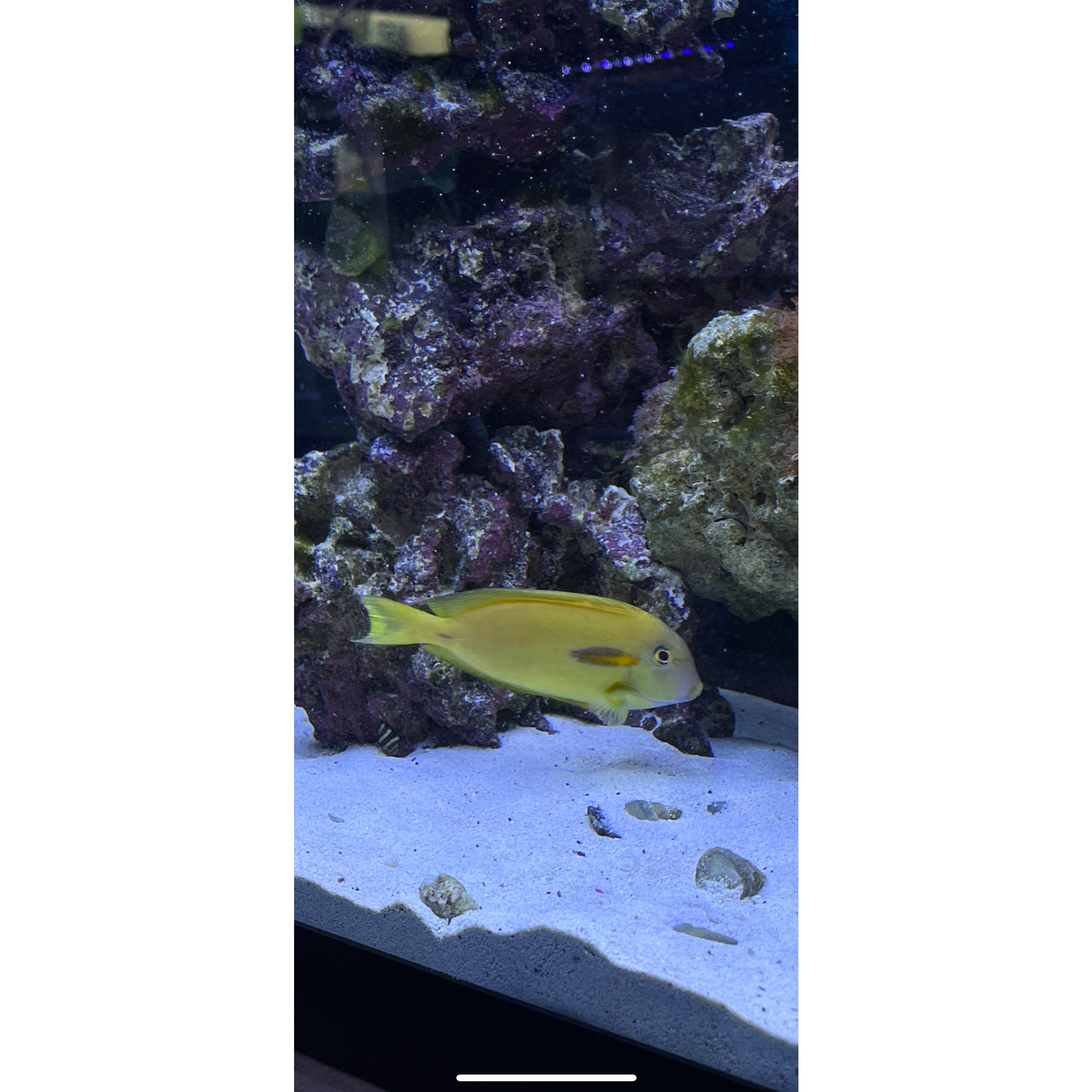 Orange Shoulder Tang - YoCamron’s Aquatics