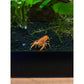 Orange Mexican Dwarf Crayfish
