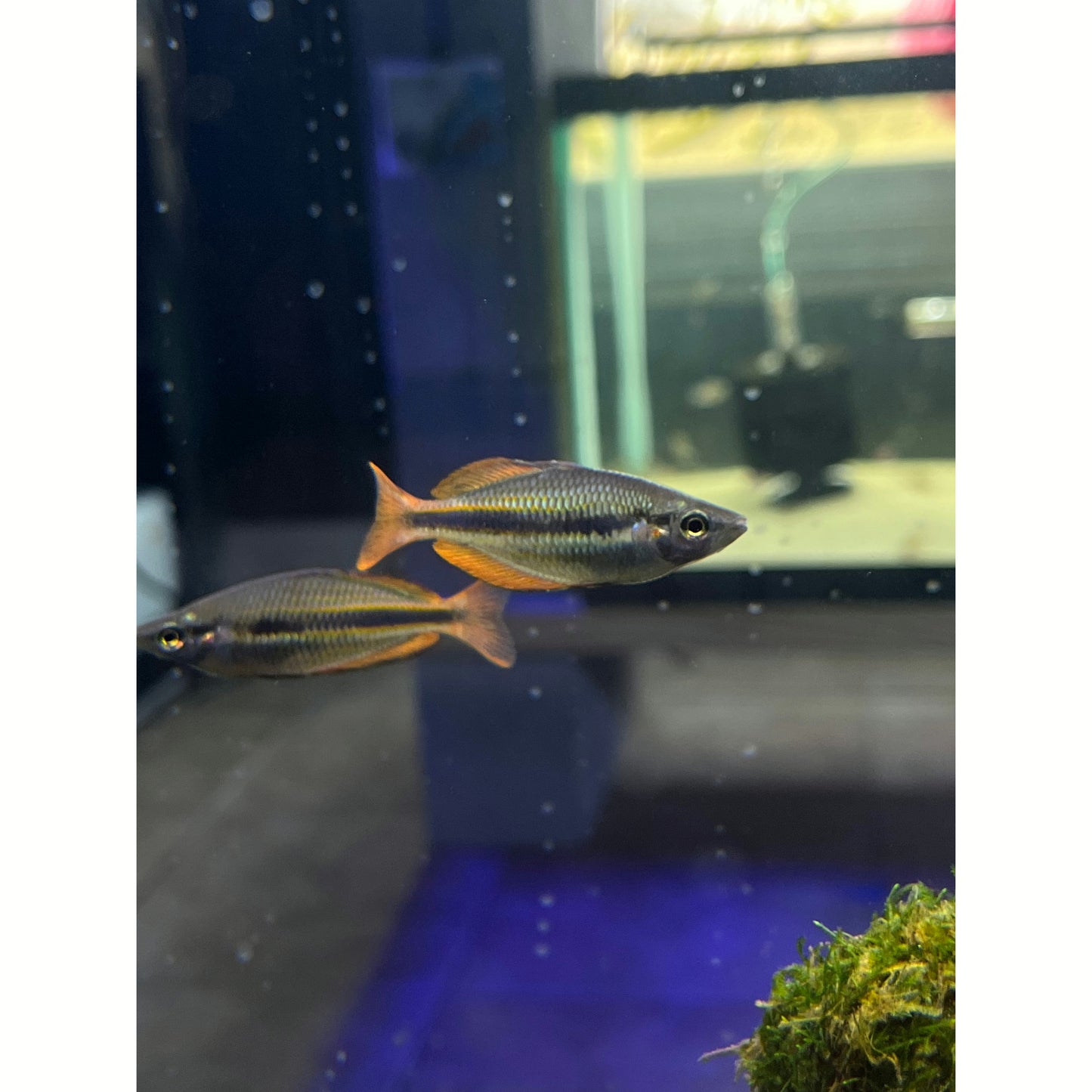 Goyder River Rainbowfish - YoCamron’s Aquatics