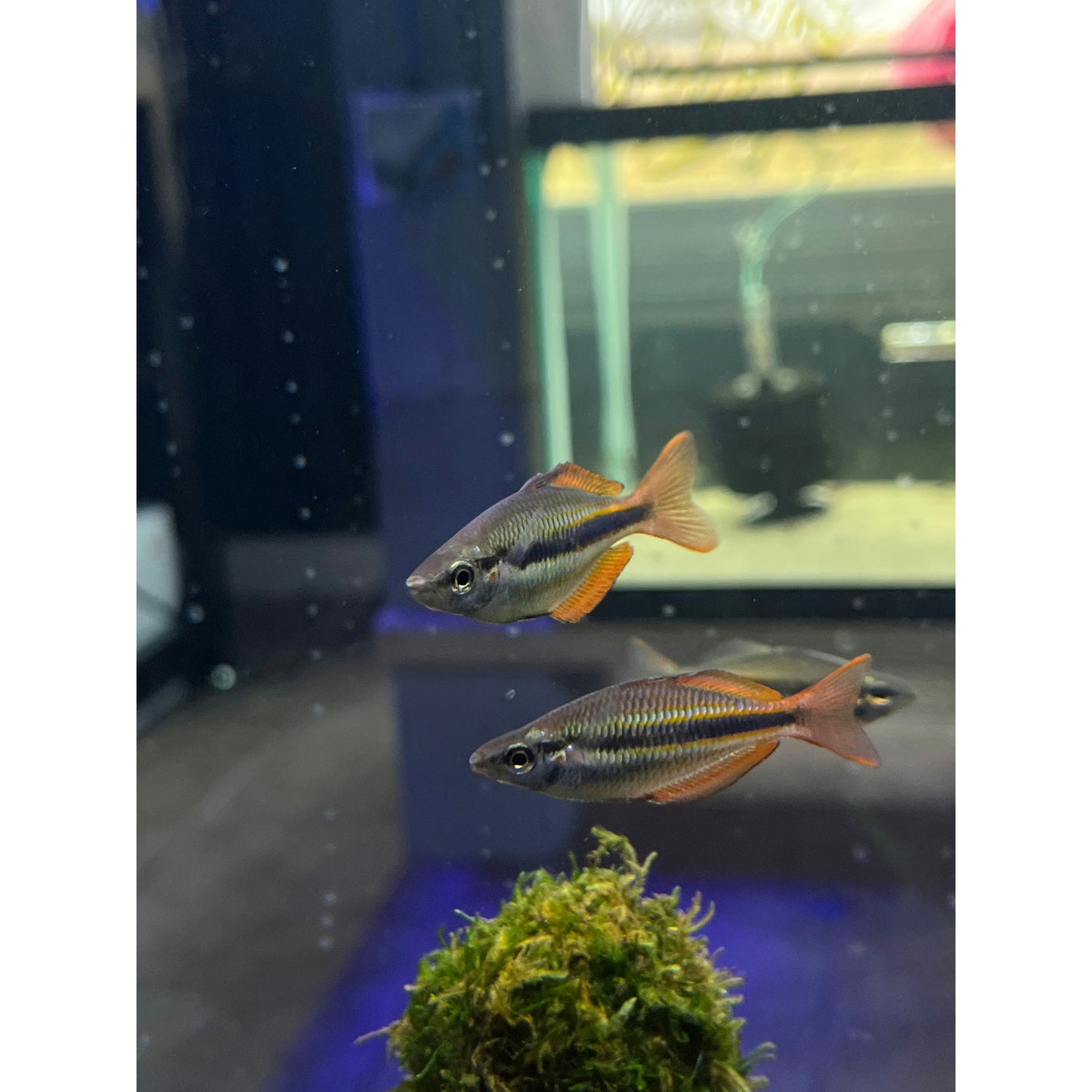 Goyder River Rainbowfish - YoCamron’s Aquatics