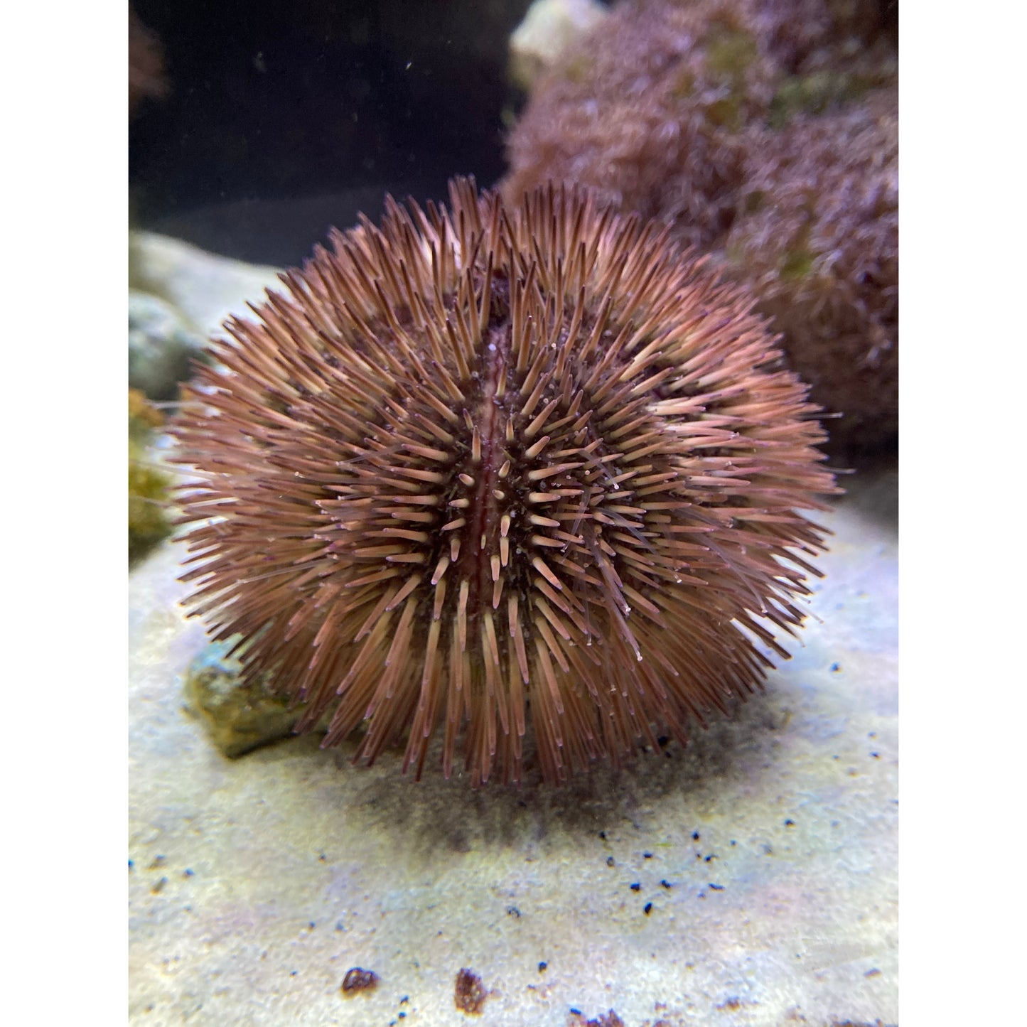 Maroon Pincushion Urchin