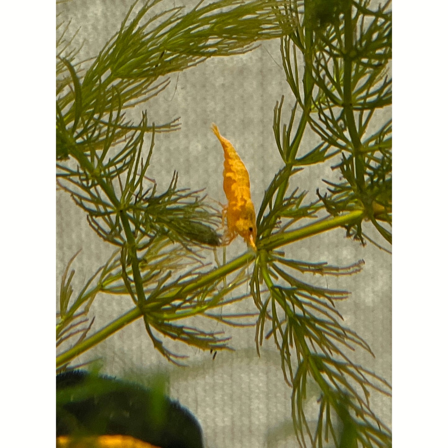 Orange Neocaridina Shrimp